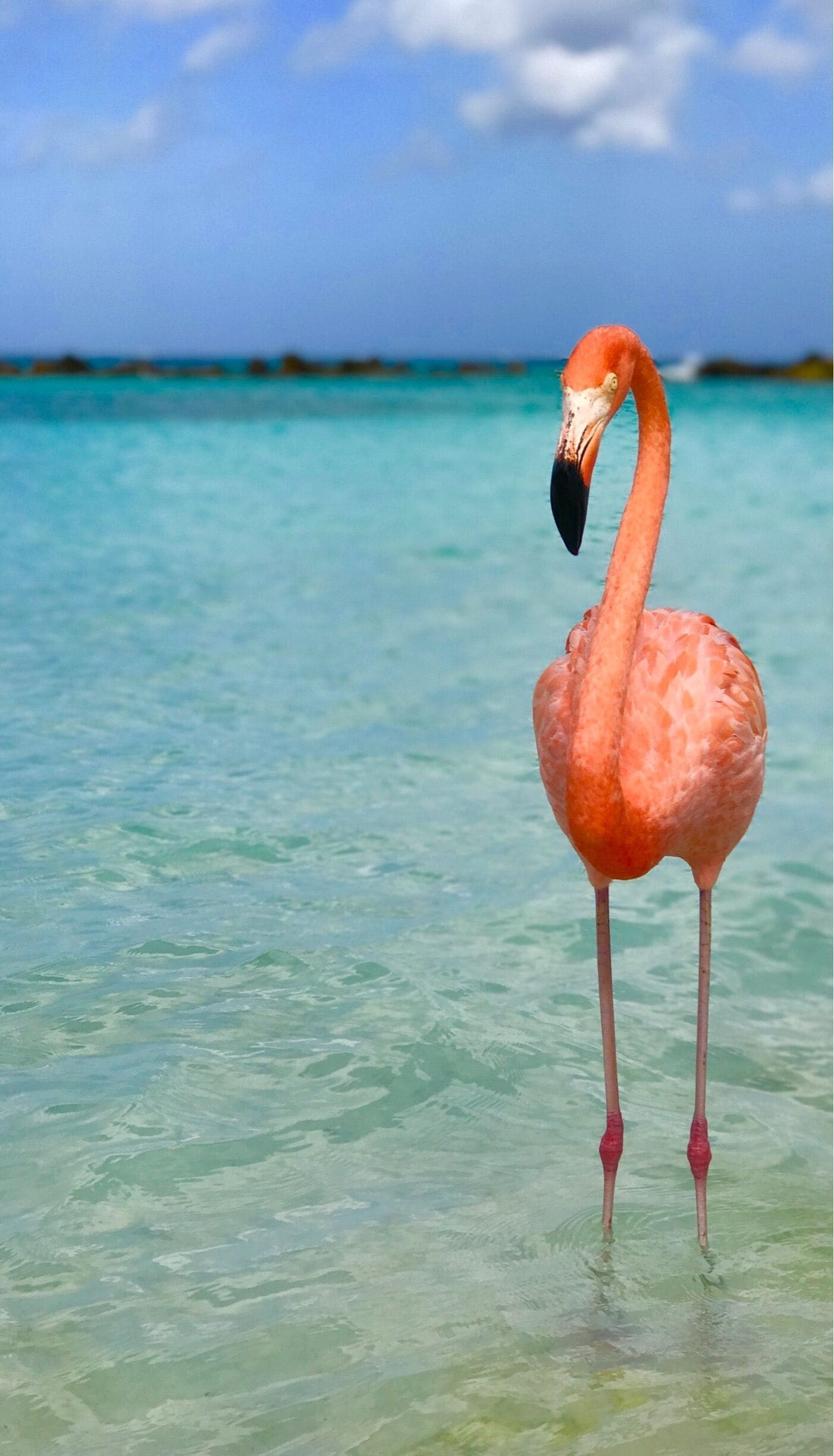  Renaissance Island is a must see when you are in Aruba. 