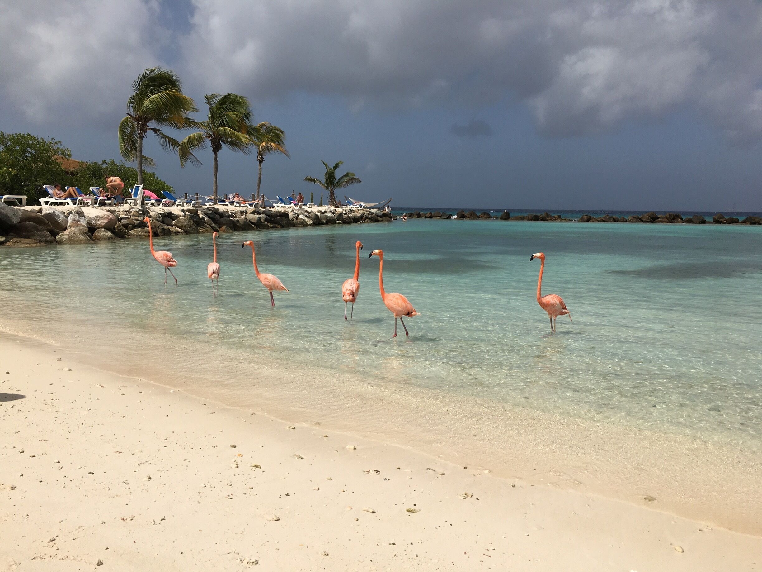 #aruba