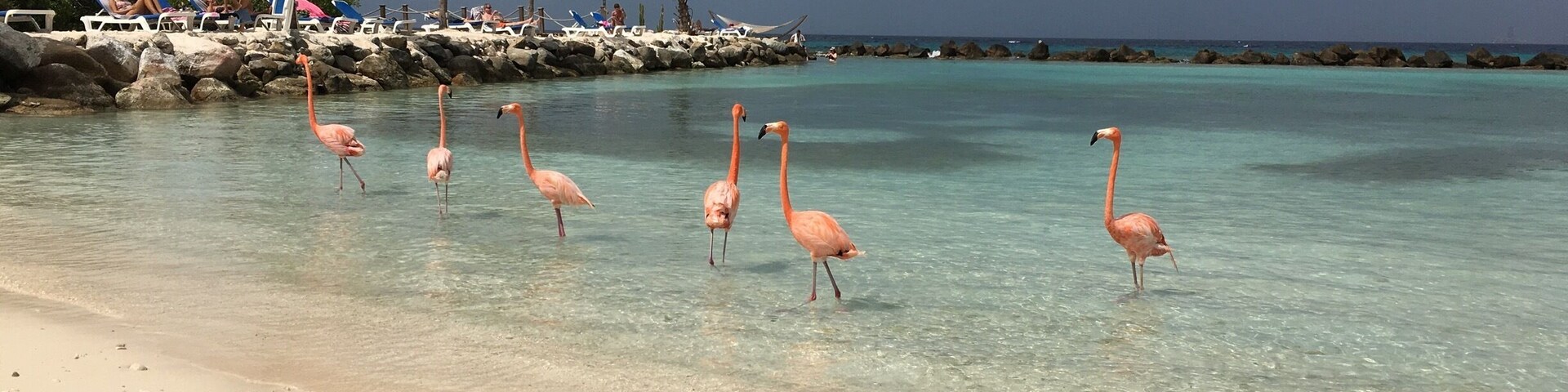 Una playa con agua turquesa cristalina, varios flamencos de pie en aguas poco profundas, y un rompeolas rocoso con palmeras al fondo.
