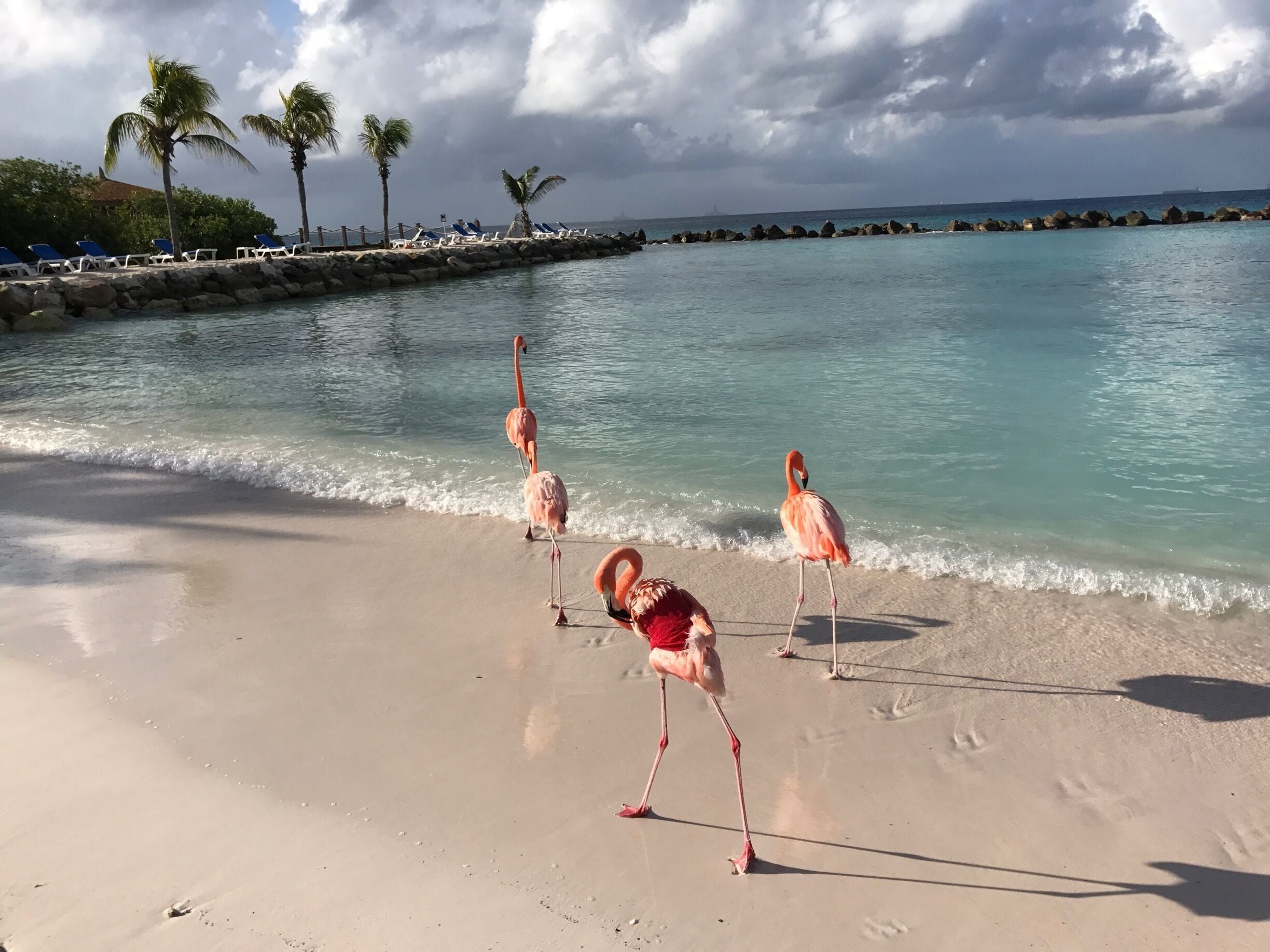 Flamingo Beach #LifeAtExpedia