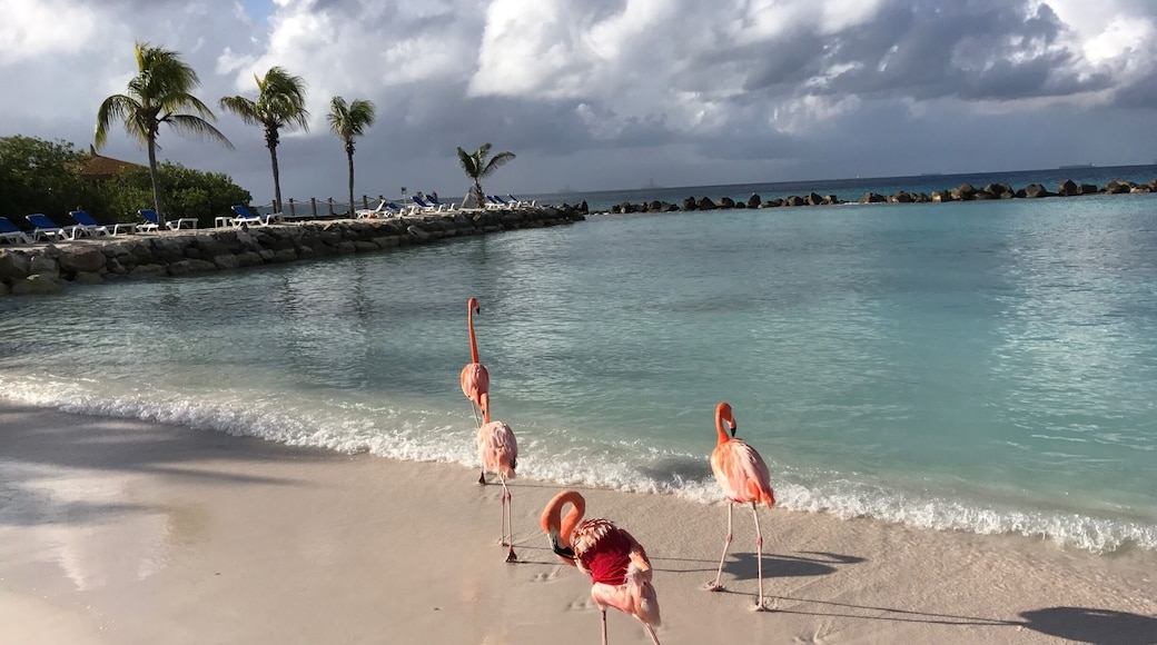 Flamingo Beach #LifeAtExpedia