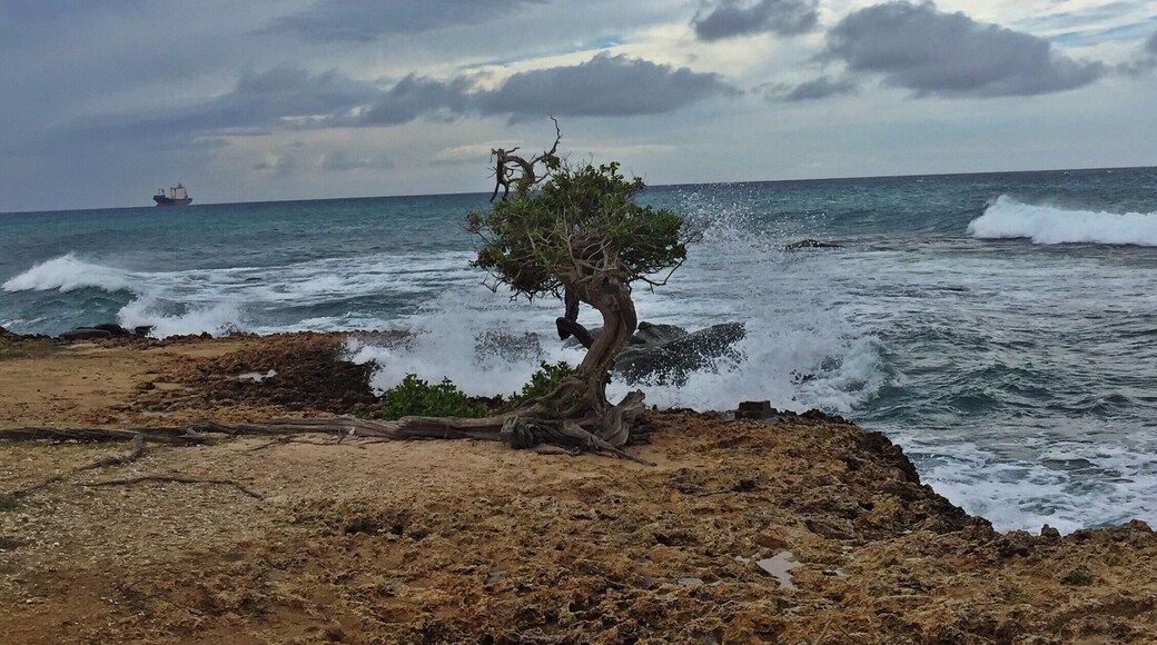 I just love how the big waves crash on the rocks and make a beautiful backdrop with the tree. The sky was a gorgeous grey on this day.