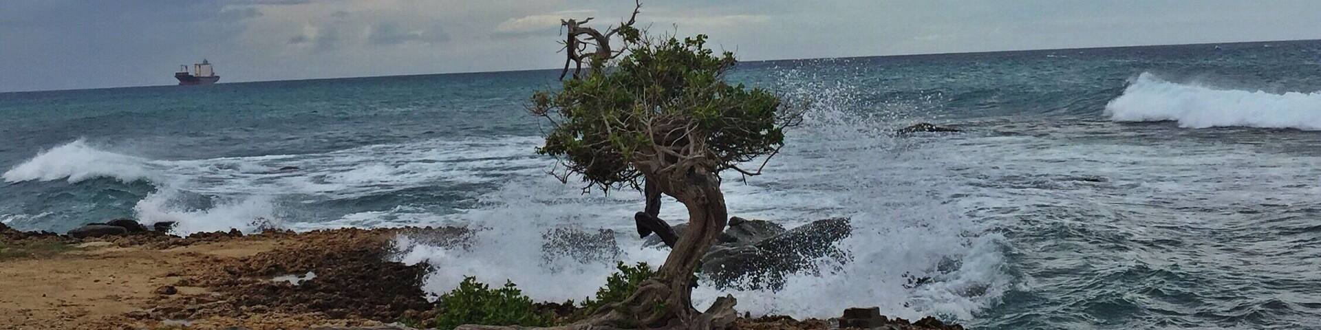 I just love how the big waves crash on the rocks and make a beautiful backdrop with the tree. The sky was a gorgeous grey on this day.