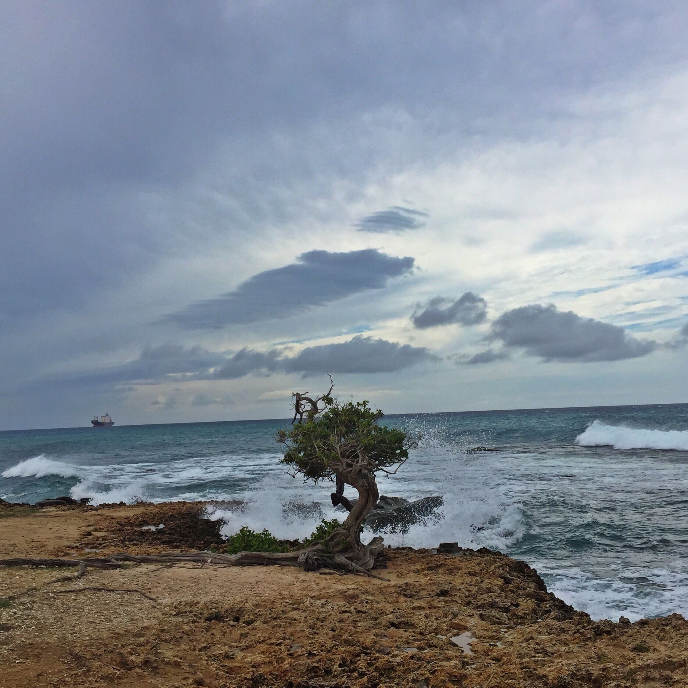 A lone tree on a rocky shoreline with waves crashing nearby and a ship in the distance.