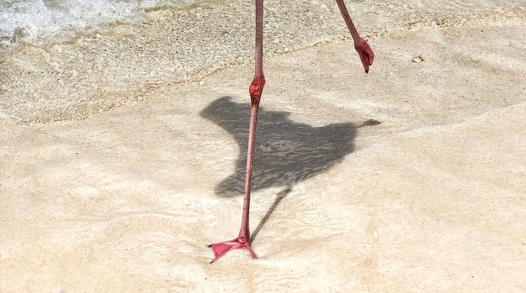 There are six of these beautiful little guys on the Marriott Renaissance private island in Aruba.
