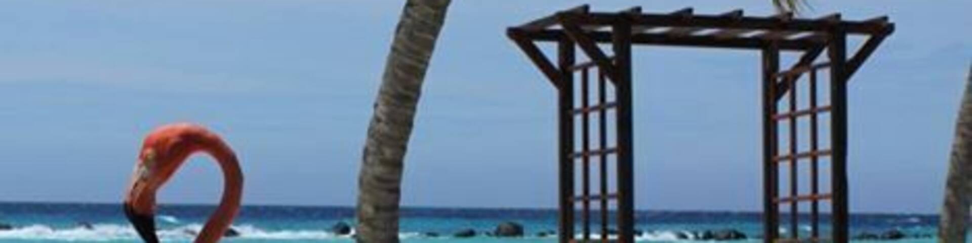 Flamingos at Renaissance Aruba private island.