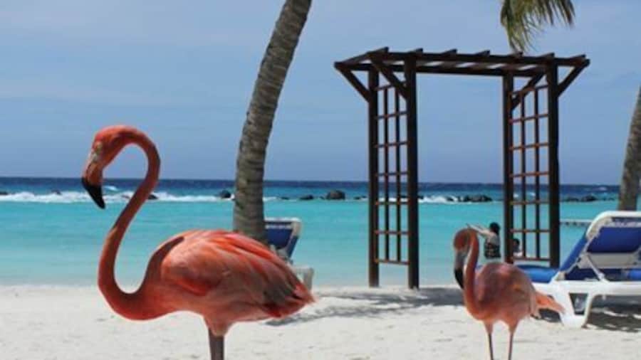 Flamingos at Renaissance Aruba private island.