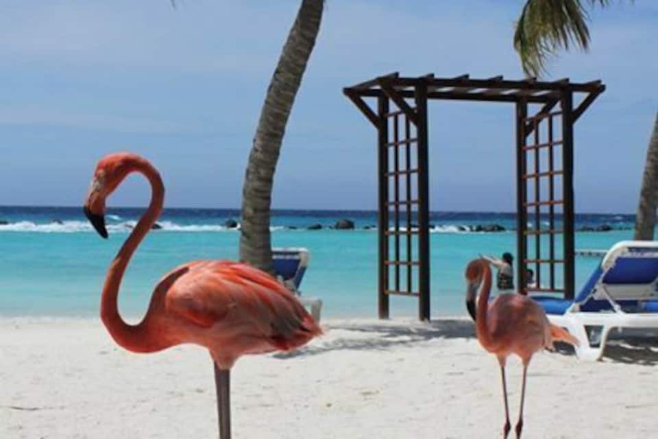 Zwei Flamingos an einem Strand mit einer Holzkonstruktion und Palmen.
