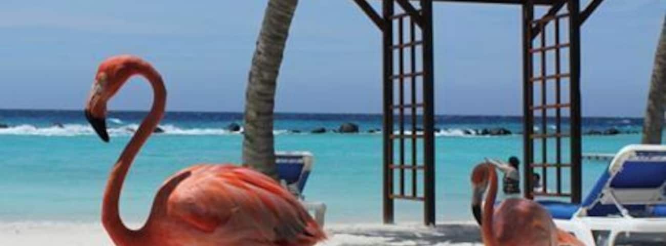 Flamingos at Renaissance Aruba private island.