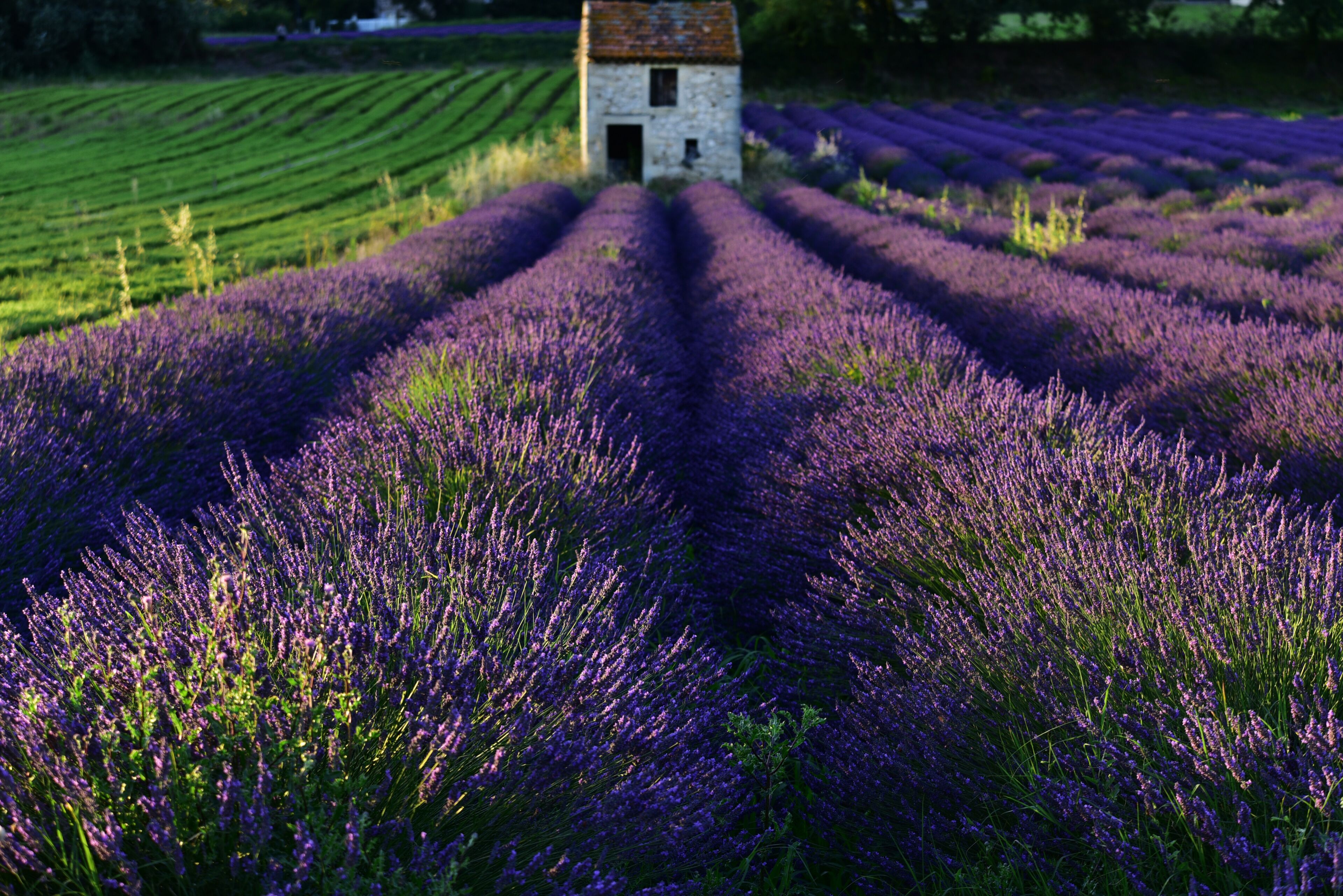 Lavender field during sunset with an old stone shed on the background. France 2020.