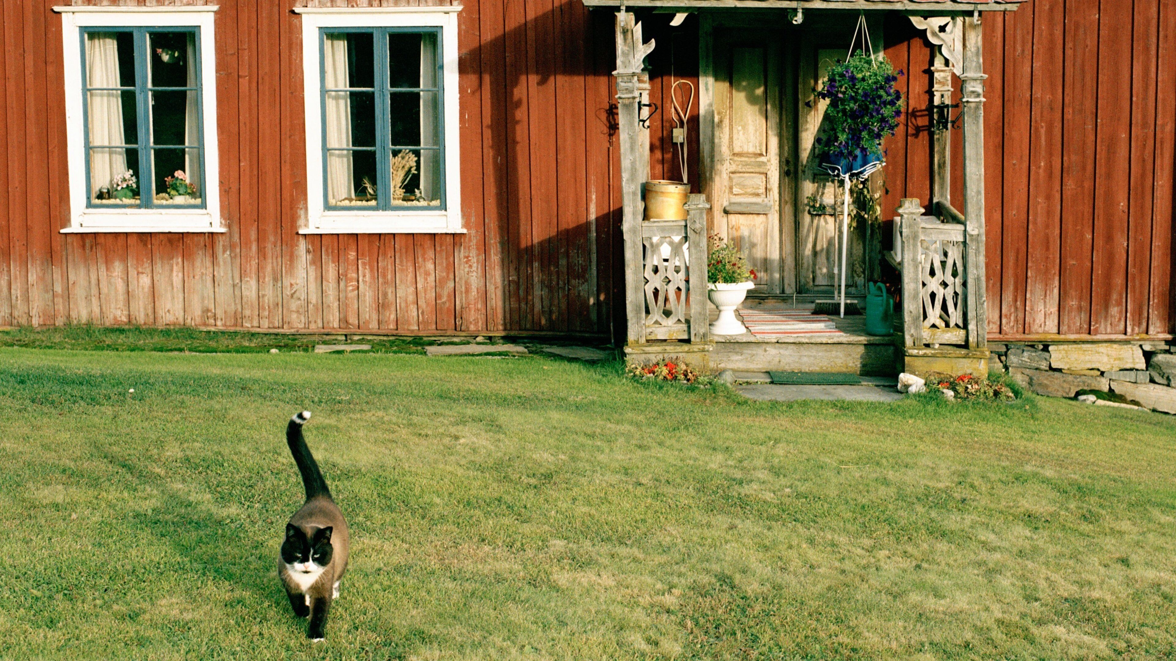 Falun featuring cuddly or friendly animals and a house
