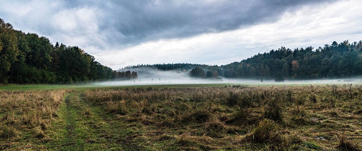 A misty field with dense forests on either side.