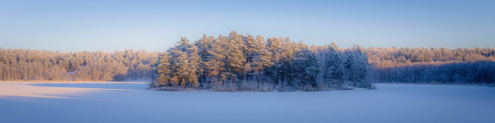 Forest and snow at sunset