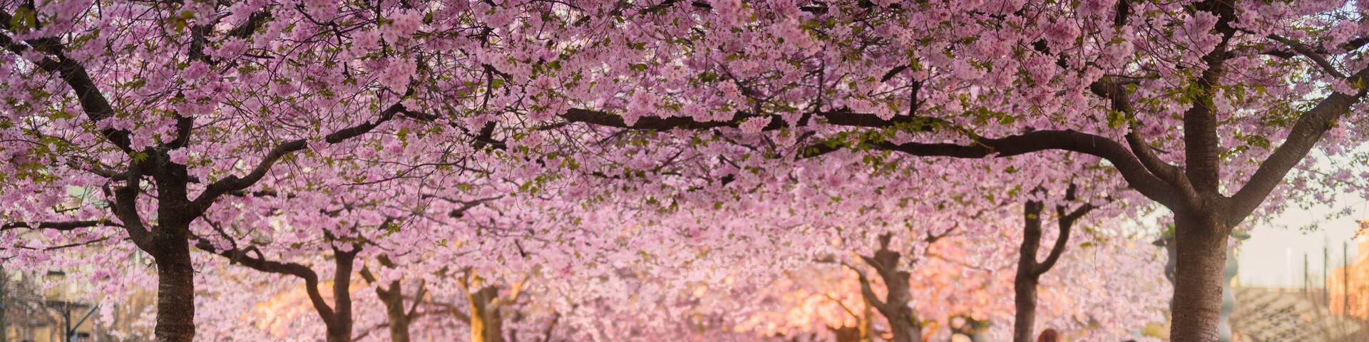 Chess pieces underneath blooming sakura trees in Kungsträdgarden, Stockholm, Sweden