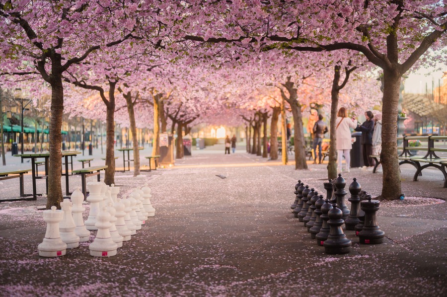 A cherry blossom-lined pathway with chess pieces and people.