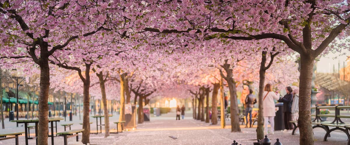 Chess pieces underneath blooming sakura trees in Kungsträdgarden, Stockholm, Sweden