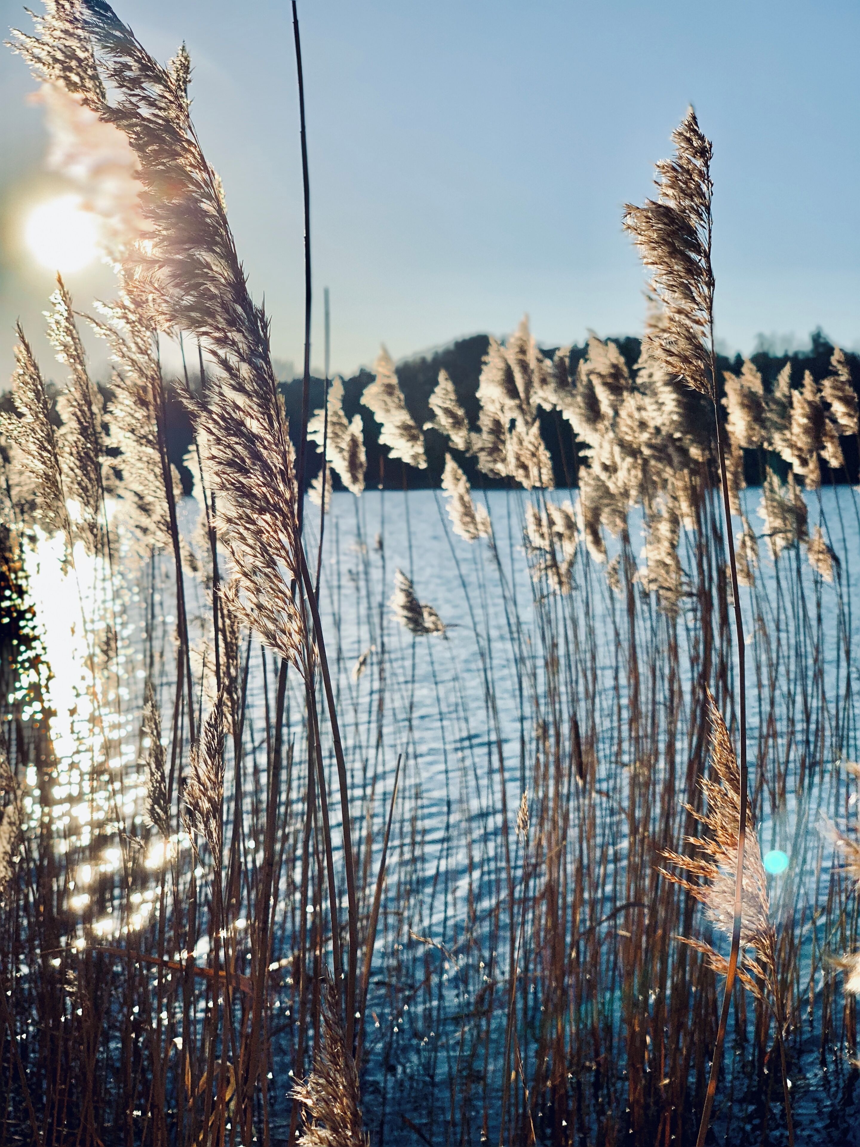 This photo is taken a cold morning in January, when I walked around Brunnsviken in Stockholm. I love to walk along the water here! #LifeAtExpedia 