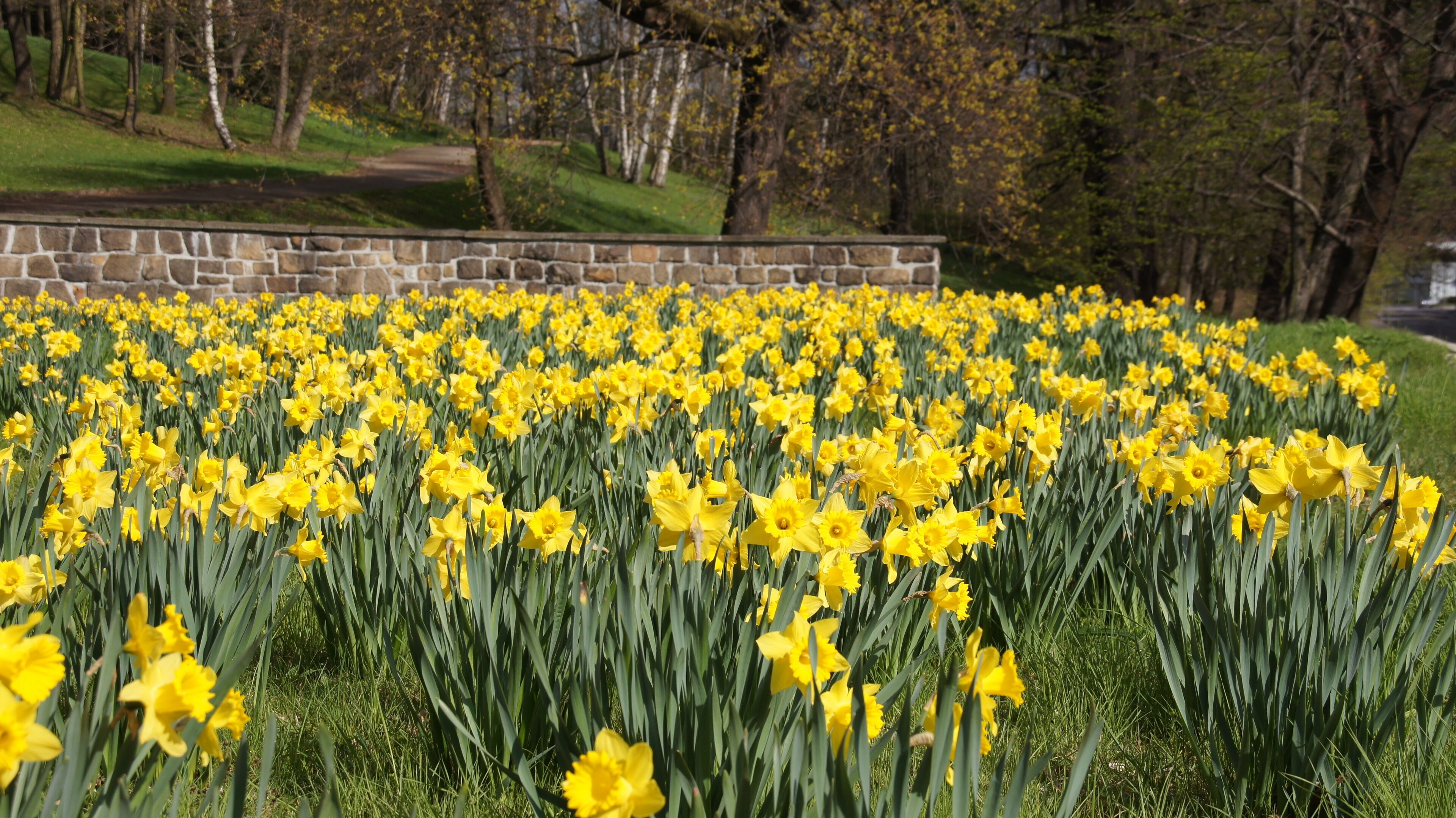 Chemnitz - Schönherrpark im Frühling