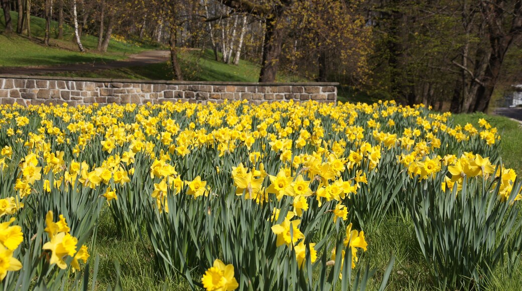 Chemnitz - Schönherrpark im Frühling