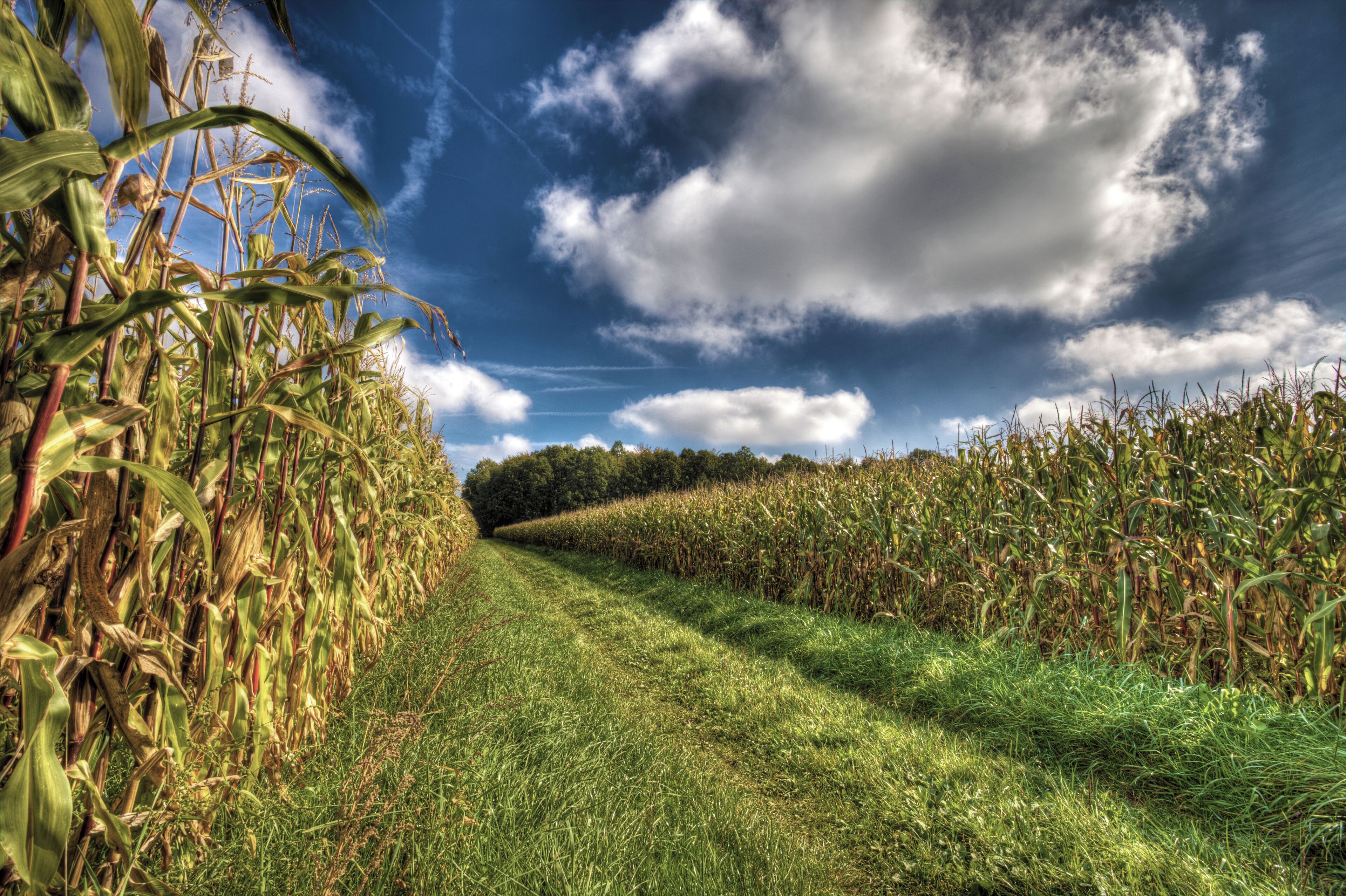 A cornfield with a grassy path leading through it.