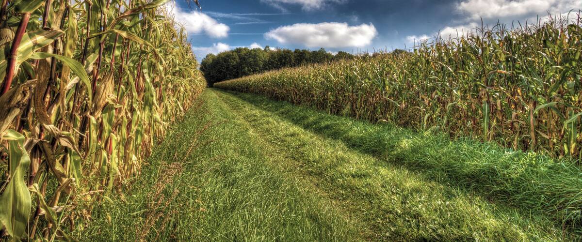 A cornfield with a grassy path leading through it.