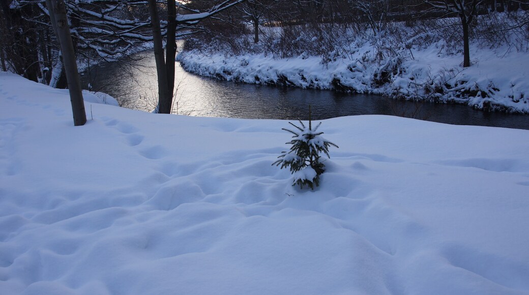 Chemnitz - Nordpark im Winter