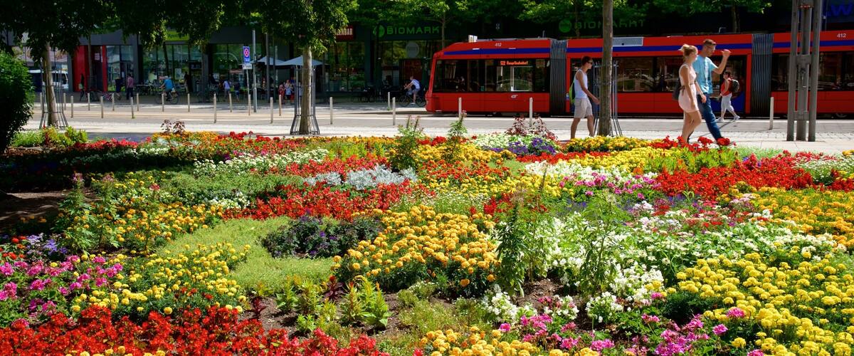 A vibrant flower garden with a tram passing by.