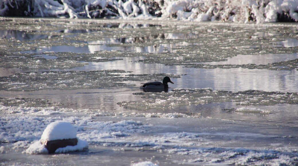 Die Chemnitz im Winter