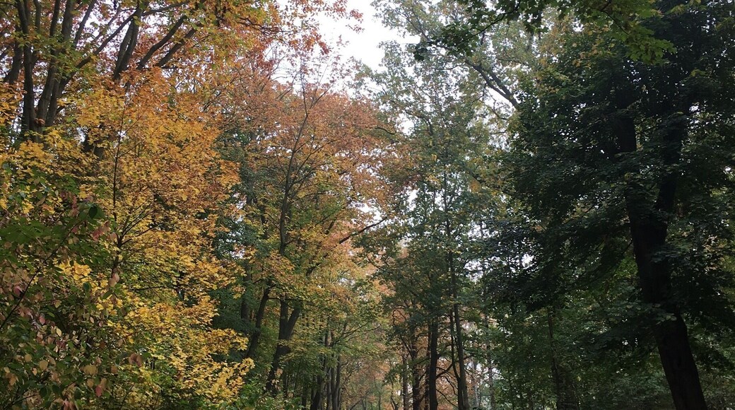 Chemnitz - the City-Park in autumn