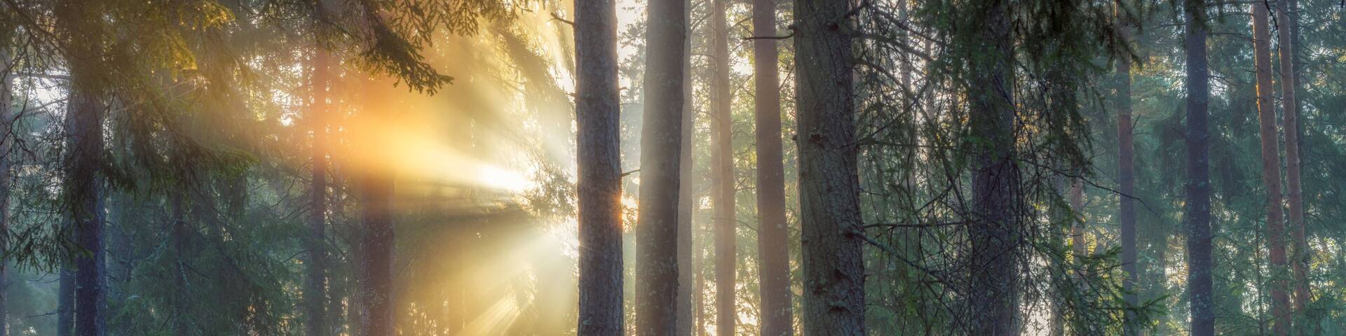 Sunset in pine forest in Lidingo Sweden
