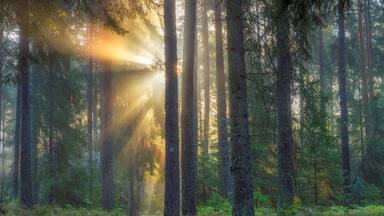Sunset in pine forest in Lidingo Sweden