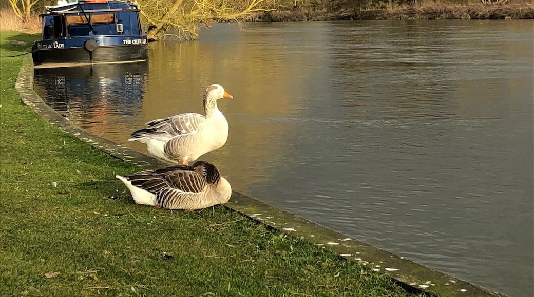 Chilling out in the UK’s oldest settlement 🇬🇧 #wildlife