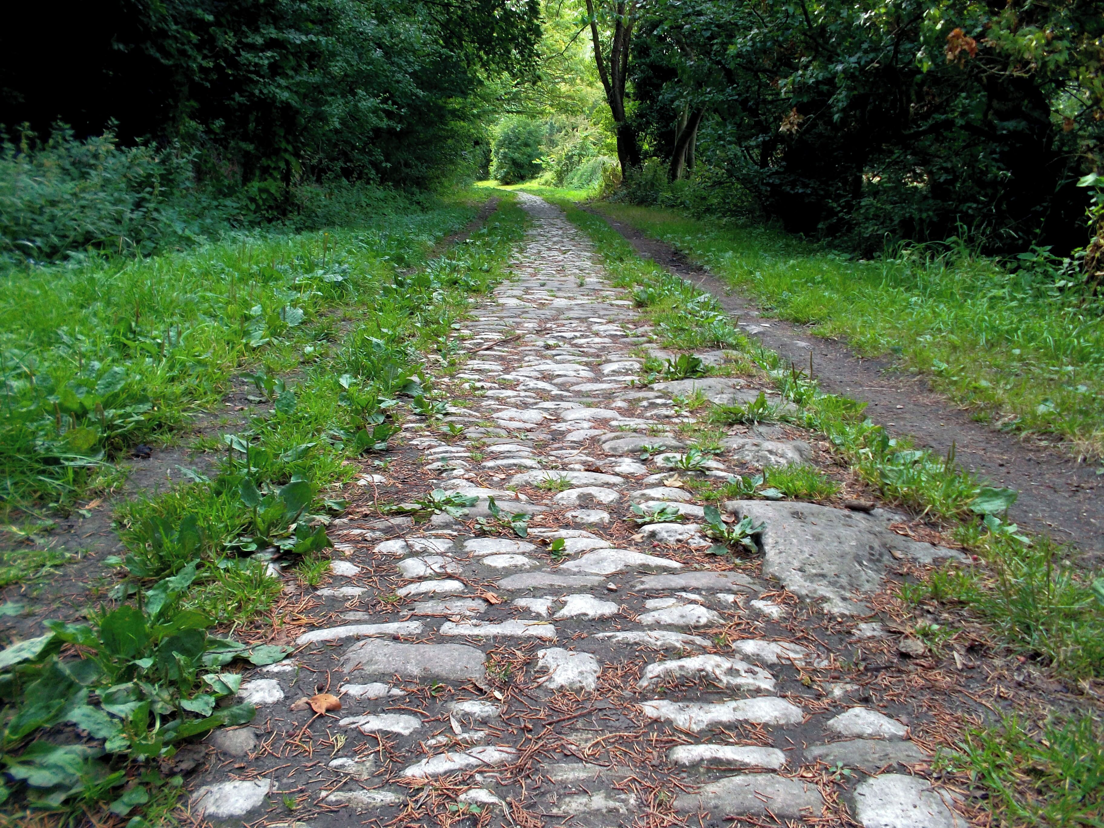 A stone pathway through a forest.