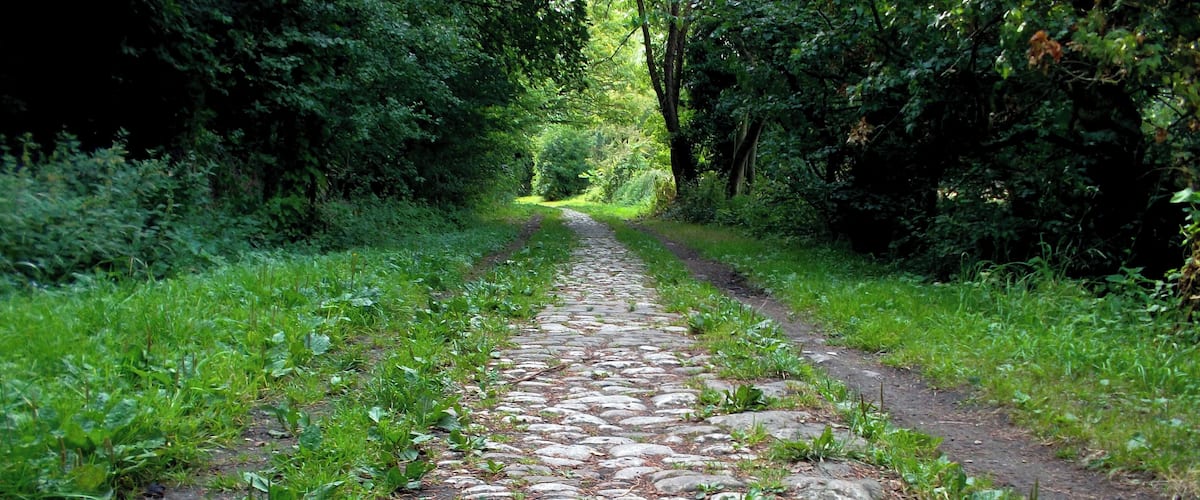 A stone pathway through a forest.