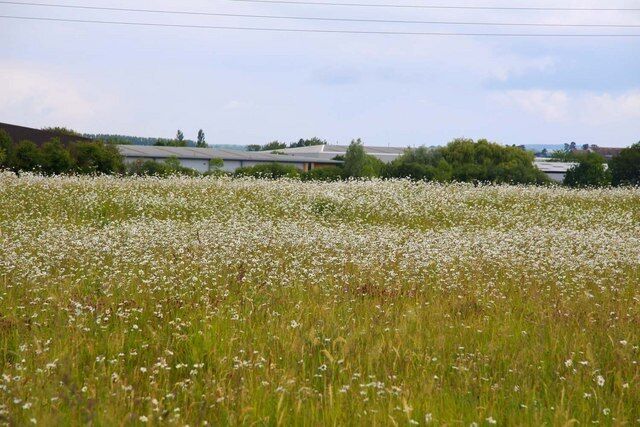 Hay meadow at Sutton Courtney Underneath this field are Romano-British, Iron Age and Saxon settlement remains. This Scheduled Ancient Monument is being managed by the Countryside Stewardship Scheme as a grass and wildflower hay meadow to avoid plough damage.