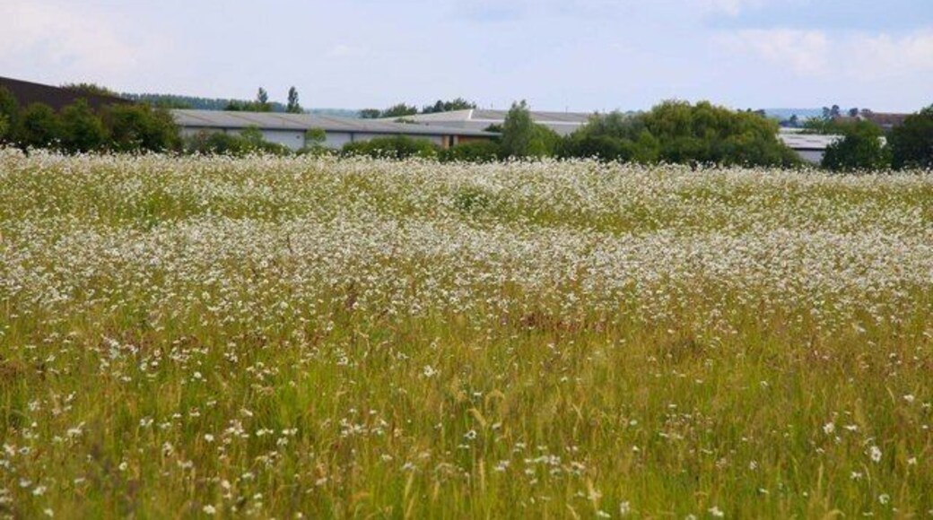Hay meadow at Sutton Courtney Underneath this field are Romano-British, Iron Age and Saxon settlement remains. This Scheduled Ancient Monument is being managed by the Countryside Stewardship Scheme as a grass and wildflower hay meadow to avoid plough damage.