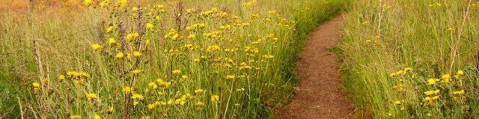 Footpath between Sutton Courtenay and Didcot Power Station, Oxfordshire (formerly Berkshire).