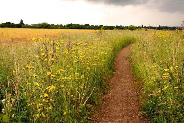 A narrow dirt path through a field of yellow flowers.