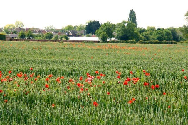 Poppies in a field of wheat