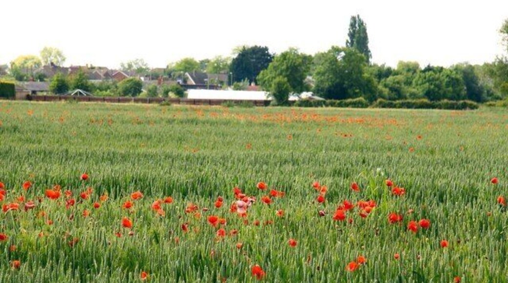 Poppies in a field of wheat