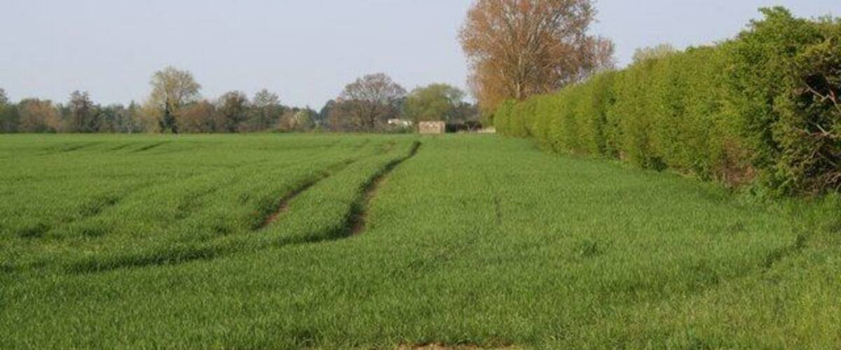 A green field with a hedge and a tree.