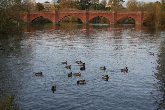 A river with ducks swimming, a red bridge in the background, and trees along the riverbank.