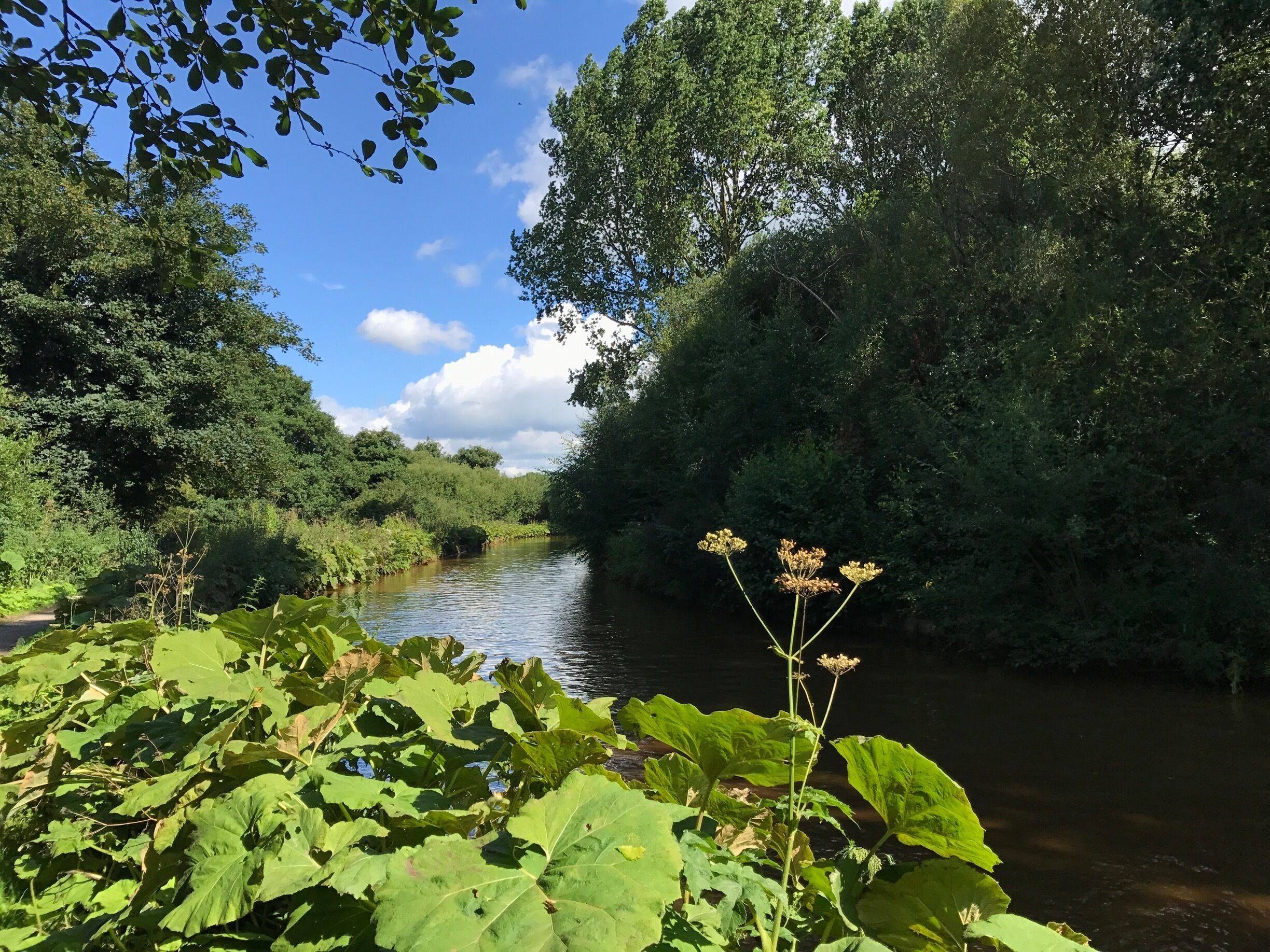 Summer morning by an English canal