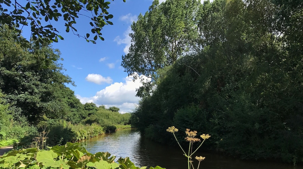 Summer morning by an English canal