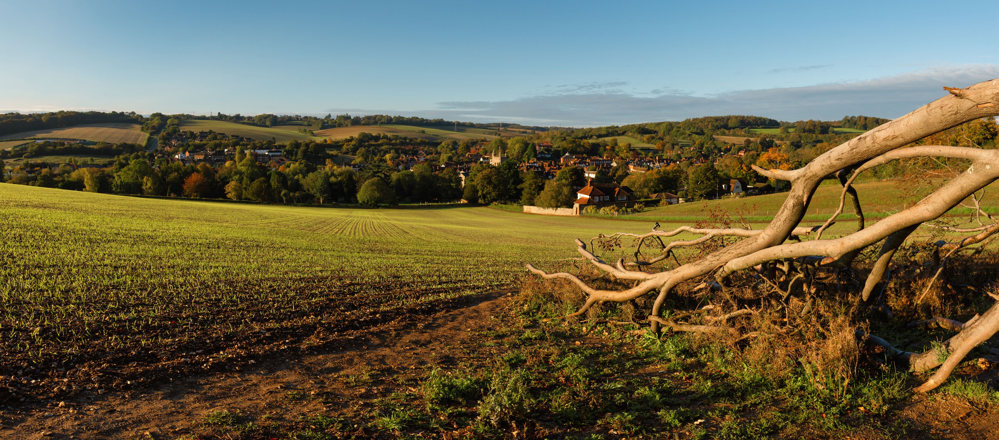 Fields of wheatgrass around Amersham in Autumn, England 