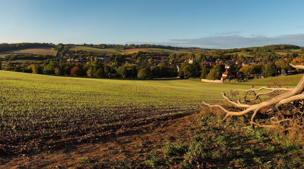 Fields of wheatgrass around Amersham in Autumn, England