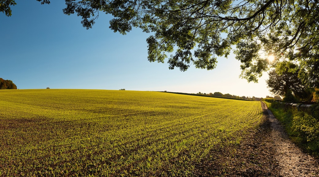 Fields of wheatgrass around Amersham in Autumn, England
