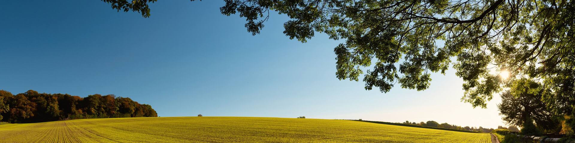 Fields of wheatgrass around Amersham in Autumn, England