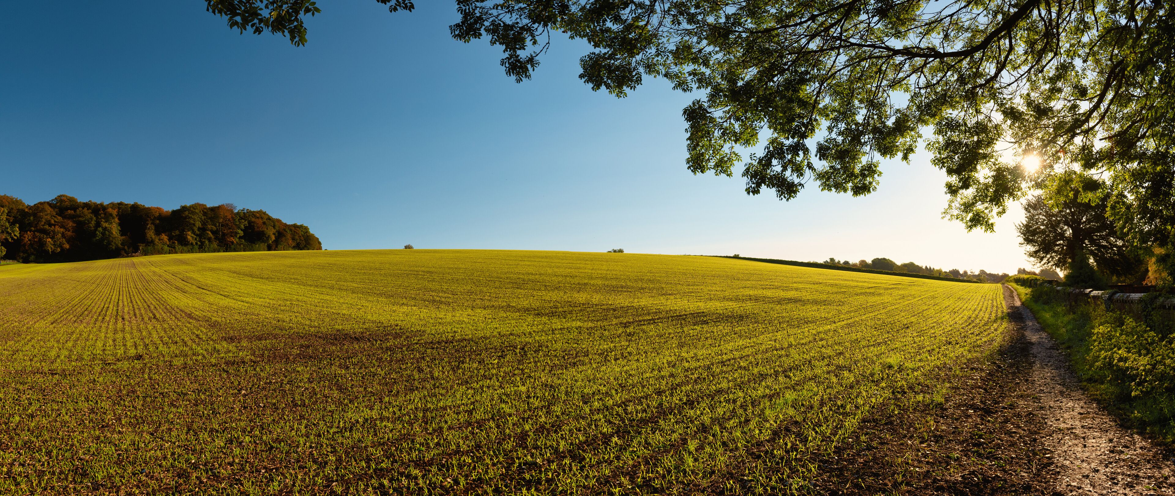 A vast green field with a dirt path leading through it, surrounded by trees and a clear blue sky.