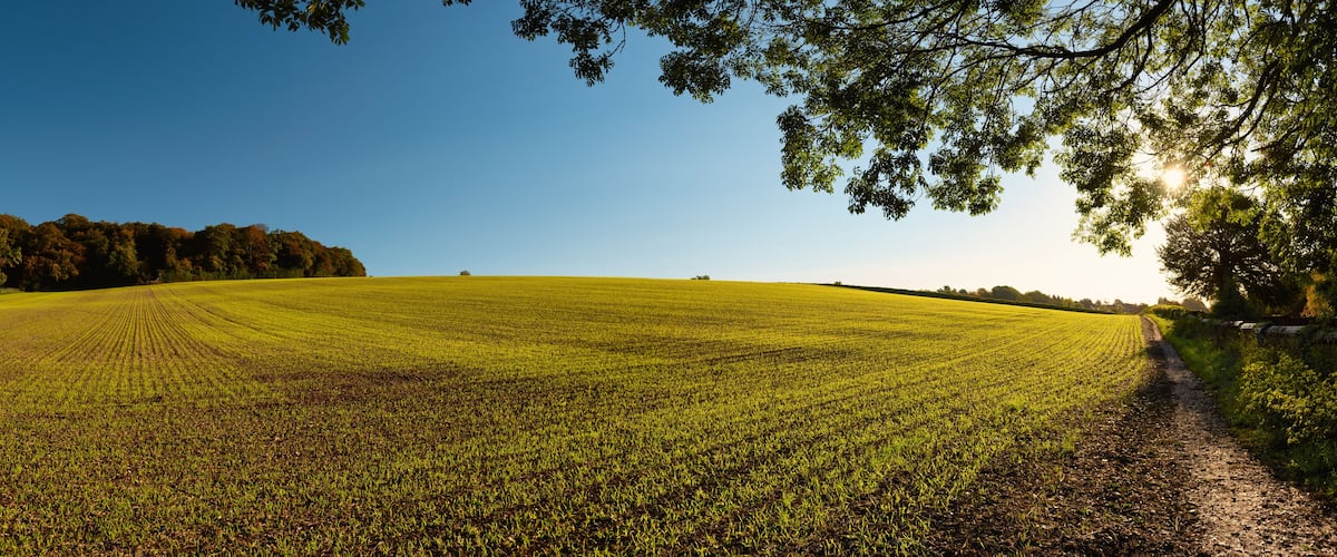 A vast green field with a dirt path leading through it, surrounded by trees and a clear blue sky.